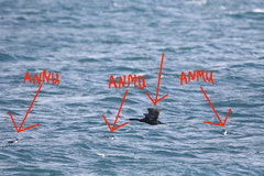 Synthliboramphus antiquus