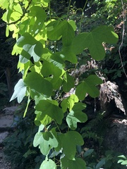 Passiflora affinis