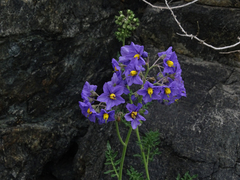Solanum remyanum