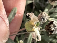 Melampodium leucanthum