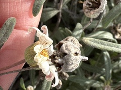 Melampodium leucanthum