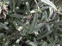 Melampodium leucanthum