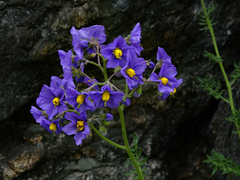 Solanum remyanum
