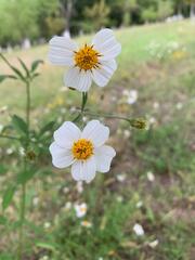 Bidens odorata