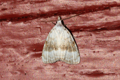 Meganola albula