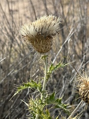 Cirsium ochrocentrum
