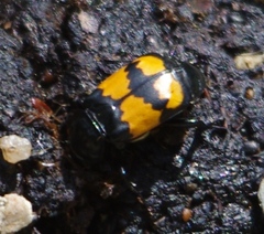 Nicrophorus defodiens