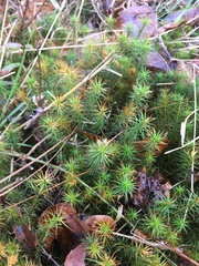 Polytrichum