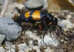 Nicrophorus defodiens