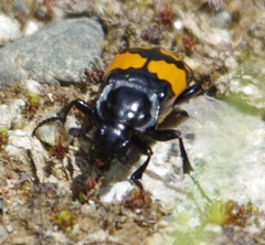 Nicrophorus defodiens