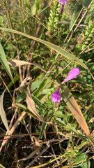 Physostegia virginiana