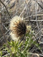 Cirsium ochrocentrum