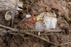 Pseudopantilius australis