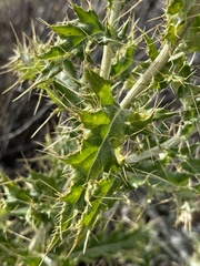 Cirsium ochrocentrum