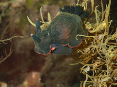 Dendrodoris arborescens