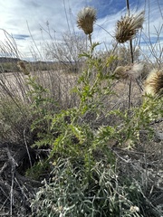 Cirsium ochrocentrum