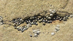 Melarhaphe neritoides