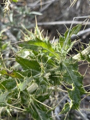 Cirsium ochrocentrum