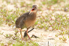 Rallus longirostris