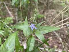 Carlowrightia parviflora