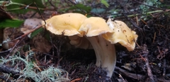 Cantharellus cascadensis