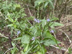 Carlowrightia parviflora
