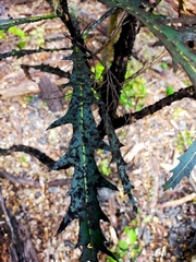 Pseudopanax crassifolius