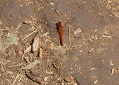 Crocothemis