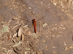 Crocothemis