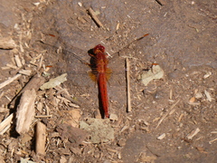 Crocothemis