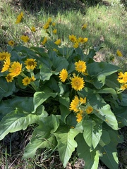Balsamorhiza