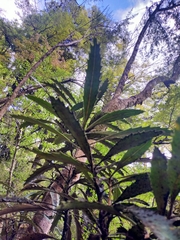 Pseudopanax crassifolius