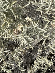 Atriplex canescens