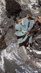 Dudleya cymosa pumila