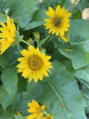 Balsamorhiza