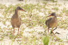 Rallus longirostris