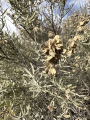 Atriplex canescens