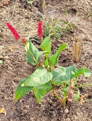 Bistorta amplexicaulis