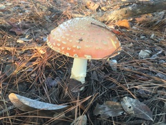 Amanita persicina