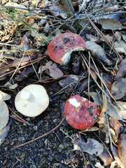 Russula graveolens