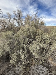 Atriplex canescens