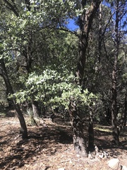 Quercus emoryi