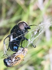 Copestylum violaceum