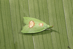 Phytomimia chlorophylla