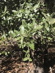 Quercus emoryi