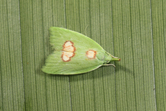 Phytomimia chlorophylla