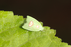 Phytomimia chlorophylla