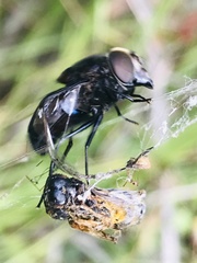 Copestylum violaceum