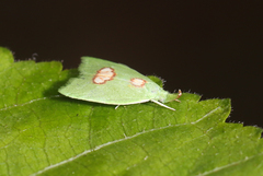 Phytomimia chlorophylla