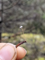 Marasmius